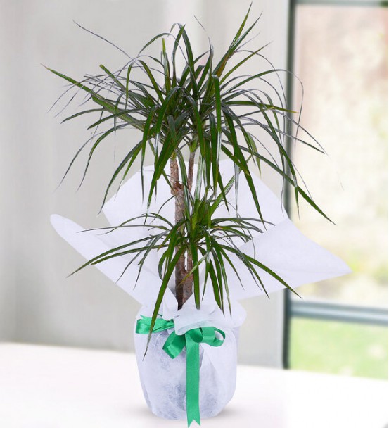 2 Köklü Marginata Dracena