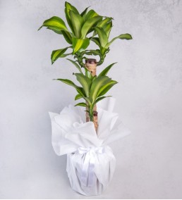 İkili Dracena Massengena
