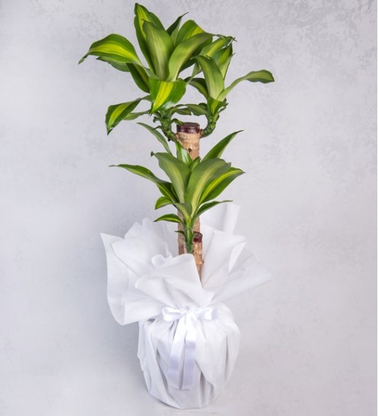 İkili Dracena Massengena