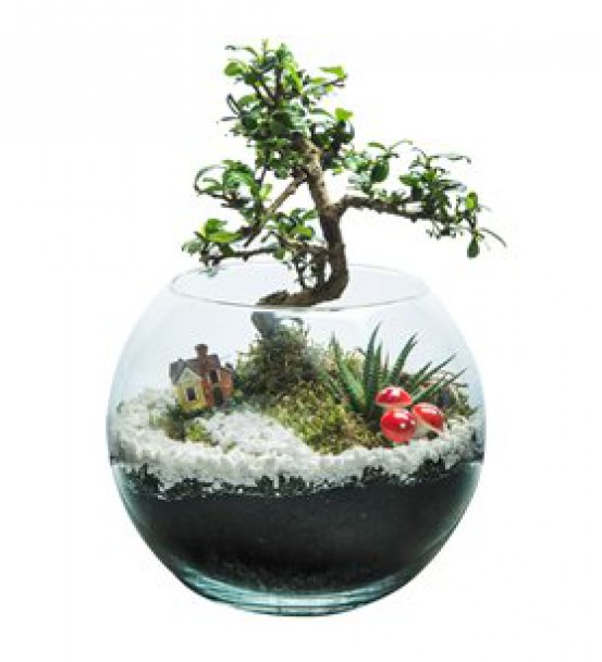 Akvaryum Fanusta Zelkova Bonsai Teraryum