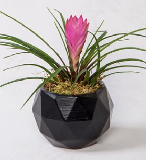 Geometrik Siyah Saksıda Tillendsia